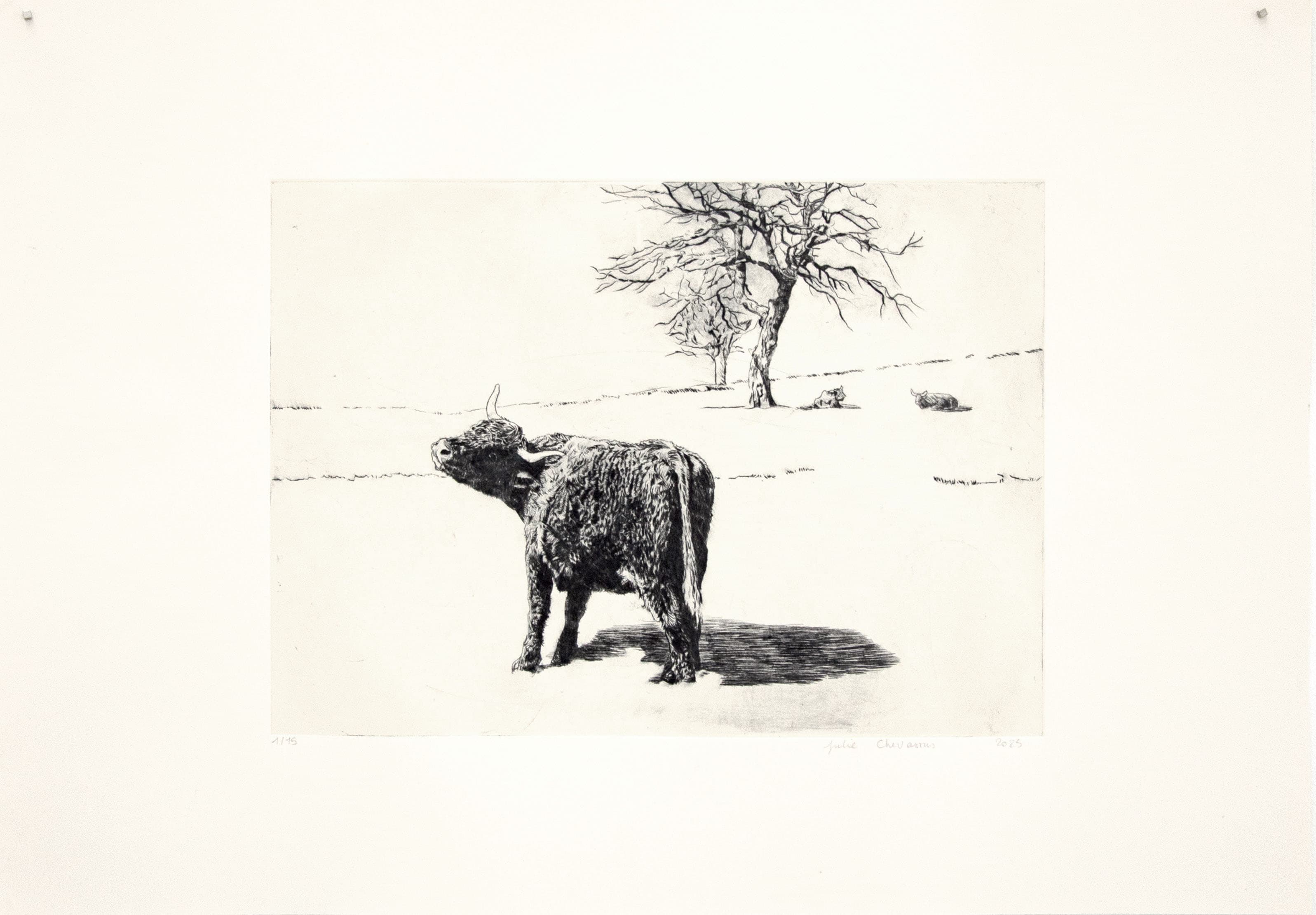 Vache au pâturage